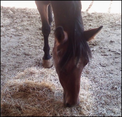 /i/Horses/Leaf10112009a400.jpg