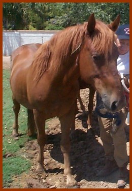/i/Horses/lucien_250.jpg