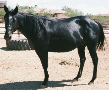 /i/Horses/maddy_1.jpg