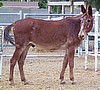 Sponsor Rufus