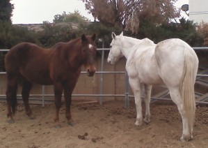 Dusty and Sky