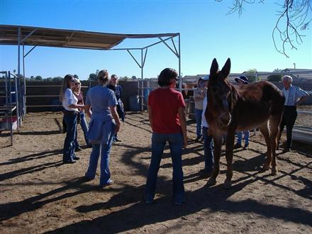 Horse Handling Class at WHRR
