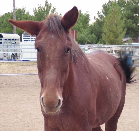 "Bale" a Horse Out $500 per month