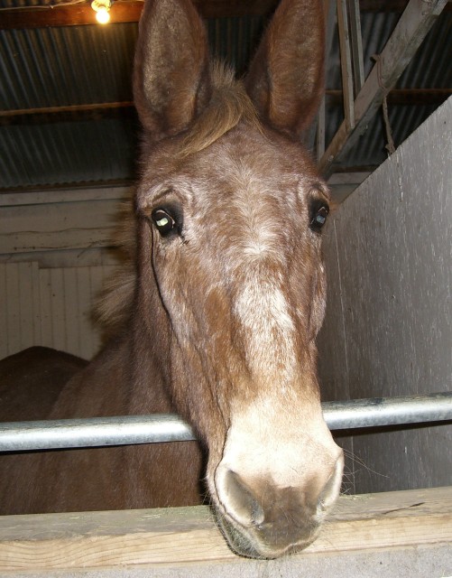 "Bale" a Horse Out $50 per month