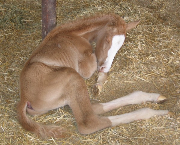 "Bale" a Horse Out $1000 per month