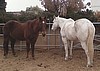 Dusty and Sky