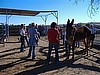 Horse Handling Class at WHRR