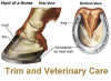 Hoof Trimming with Veterinary Sedation 