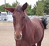 "Bale" a Horse Out $500 per month