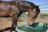 Provide Water for The Ranch Equines for an entire Month!