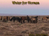 Water for Horses