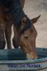 Gray Mountain Horse